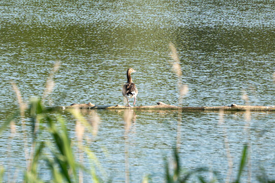 A greylag goose perches gracefully on a weathered wooden log surrounded by calm lake water. Delicate reed reflections ripple across the surface in warm afternoon light.