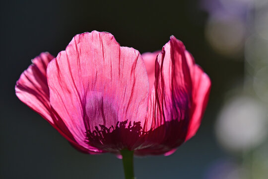 opium poppy flower in a German garden in summer
