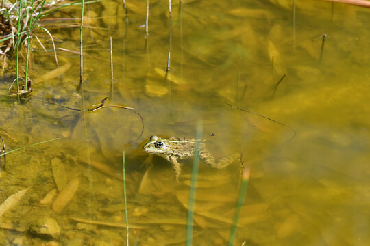  marsh frog in a pond in Germany