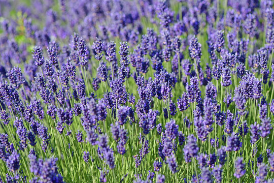 lavender, flower of the medicinal herb