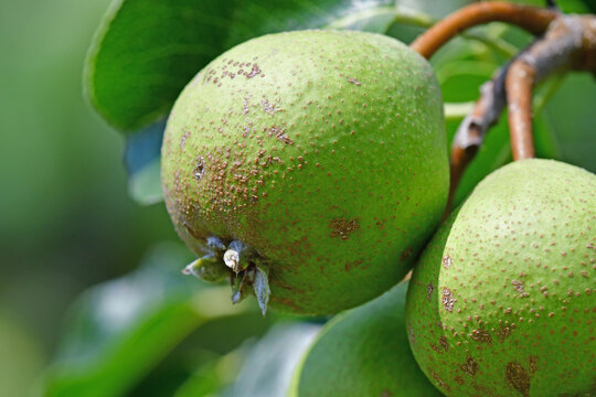 blossom of a pear tree