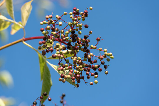 An elderberry cluster displays mostly green unripe berries scattered among a few darker ripening fruits. The delicate red stems fan out gracefully against a bright blue sky.