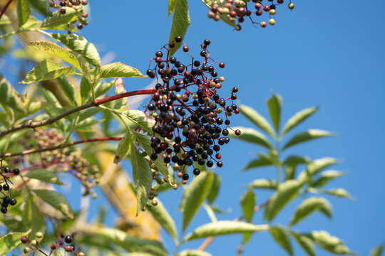 A dense elderberry cluster hangs heavily from a red stem against a clear blue sky. Deep purple and black berries dominate the bunch alongside a few unripe green fruits.