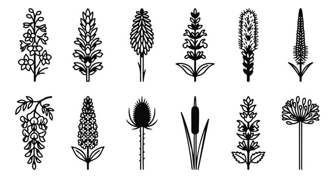 Silhouette icon set of 12 wildflowers featuring cattail, teasel, lupine, plantain and meadow plants for botanical design
