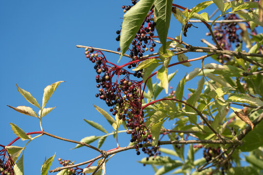 Dark elderberries dangle from tangled red stems against a bright blue sky background. Surrounding pale green leaves add contrast to the deeply colored fruit clusters.
