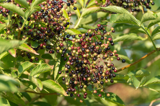 A sunlit elderberry cluster displays a mix of ripe and unripe fruit along slender red stems. Surrounding serrated leaves catch the warm afternoon light in this detailed nature shot.