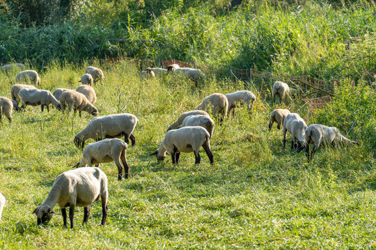A sheep flock spreads across a sunlit grassy field bordered by a fenced hedge and tall reeds. Some animals graze together while others rest scattered throughout the pasture.