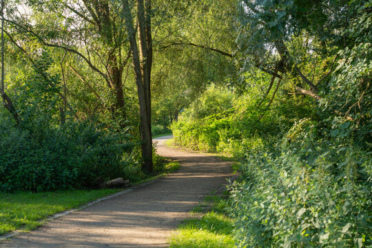 A shaded gravel path winds gently through a lush green willow grove bordered by dense shrubs. Dappled sunlight filters through the canopy onto the quiet trail below.
