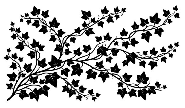 Elegant Ivy Leaf Silhouette Vector with Flowing Decorative Vine Stems Botanical Plant Graphic Isolated on White Background