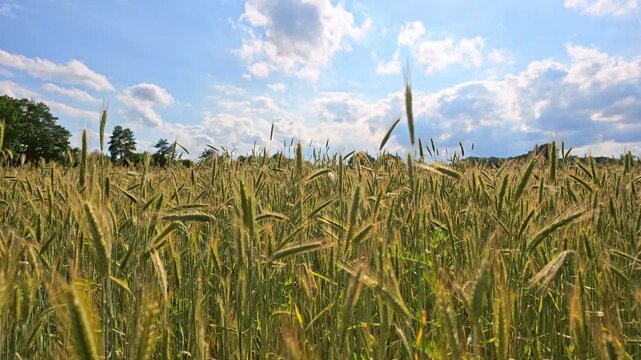 Agricultural field wheat in picturesque summer scenery. Crop field. Grain harvest. Golden spikelet. Wheat field. Golden wheat field. Harvesting golden wheat