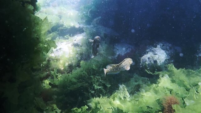 Goby fish and water plants in the Black Sea.