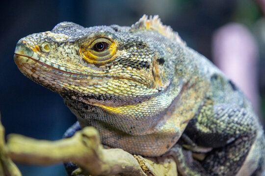 Banana Pectinata Iguana, a distinctive reptile known for its vibrant coloration