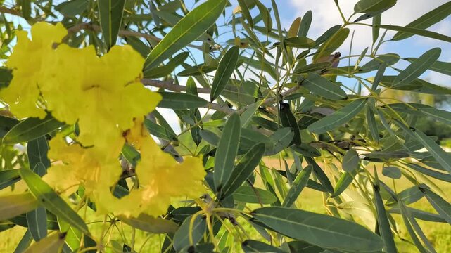 yellow trumpet tree flowers blooming and swaying in sunlit garden under blue sky