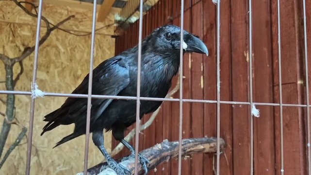 Common raven (Corvus corax) with glossy black plumage perches on rough wooden branch inside metal cage, observing its surroundings, captivating bird portrait, wildlife in captivity concept.