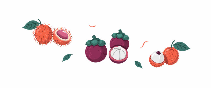 Exotic tropical fruit illustration featuring rambutan mangosteen and lychee isolated on white background vector design.