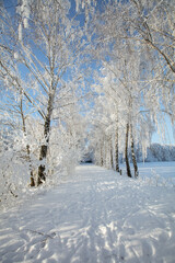 Obraz premium Winter scene with snow-covered trees lining a path on a sunny day in the forest