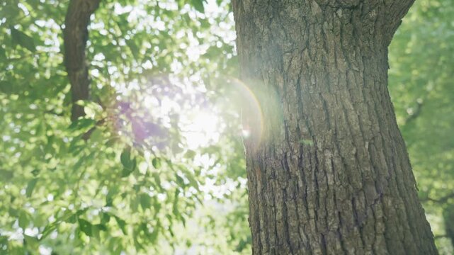 Sunlight Through Green Leaves Behind Rough Tree Trunk in Summer
