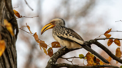 The southern yellow-billed hornbill (Tockus leucomelas) is a hornbill found in southern Africa. Yellow-billed hornbills feed mainly on the ground. © Joannes