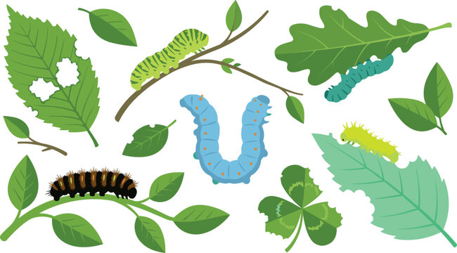 Cute cartoon caterpillar character vector collection set featuring various colorful insects crawling on twigs, eating green foliage, and nibbling leaves on white background.