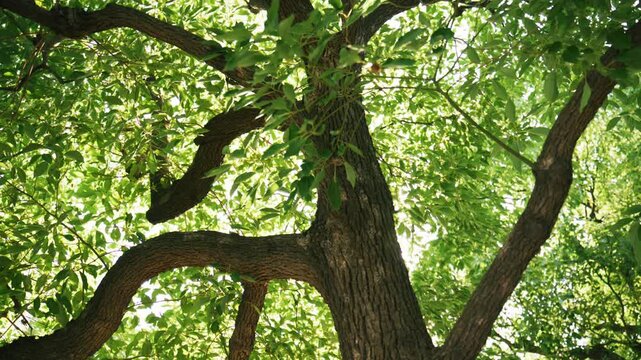 Low Angle View of Tree Trunk and Green Leafy Canopy in Sunlight