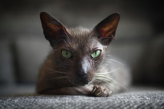 Portrait of exotic Werewolf Lykoi cat looks grumpy at camera. Horizontal image with selective focus..	