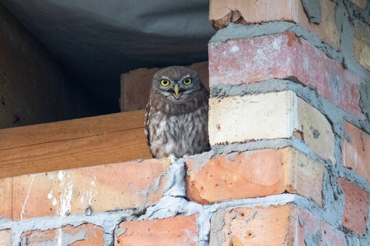 Wildlife shot of a juvenile little owl (Athene noctua) fledgling calling with an open beak, perched on a brick wall and looking directly at the camera lens. High-quality photography with copy space.