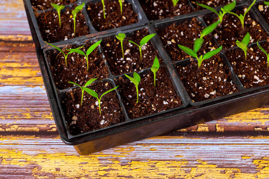Small pepper seedlings plants with green leaves are growing in seed trays filled with soil in home greenhouse