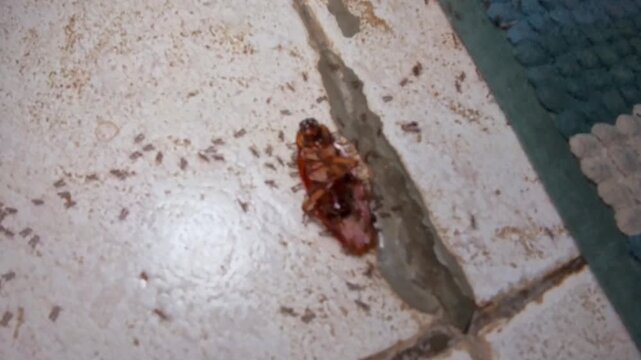 Video of Dead cockroach lies on cracked tile floor. Tiny ants swarm around its body. Dust and grime surround the insects. Dark floor seam runs beside the tile. Moldy carpet edge visible at right