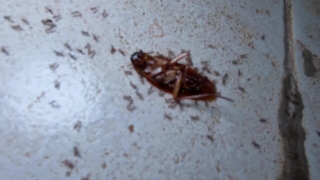 Hyper Lapse Video of A group of ants moving Dead cockroach on cracked tile floor. Small ants swarm around the insect. Faint glow reflects off wet surface. Cracked tile edge borders dark mat. 4K