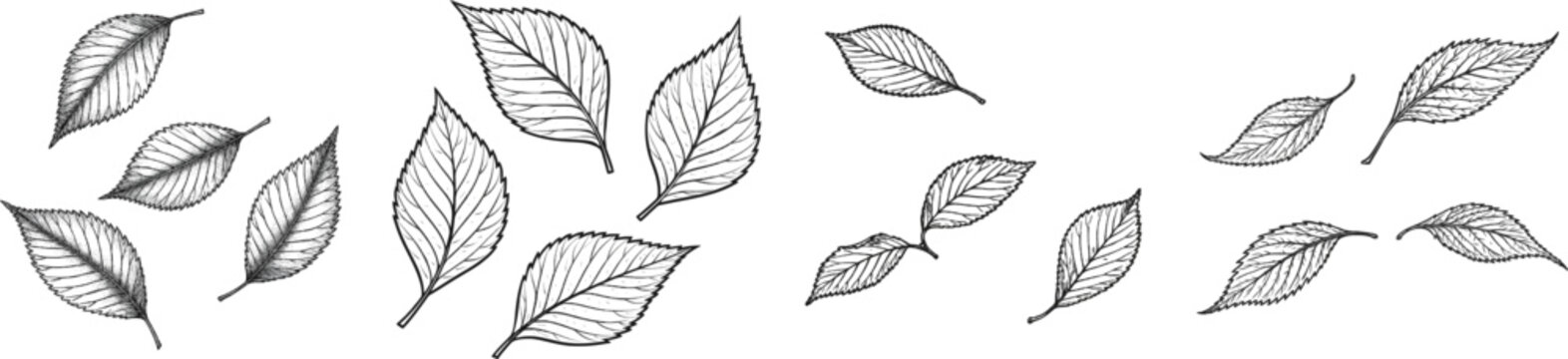 A minimalist etching of three asymmetrical elm leaves in a monochrome black-and-white palette against a white background, showcasing their distinct lopsided bases and sharply toothed edges with crisp