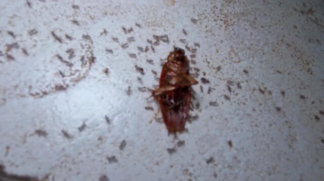Video of Dead cockroach lies on cracked tile floor. Tiny ants swarm around its body. Dust and grime surround the insects. Dark floor seam runs beside the tile. Moldy carpet edge visible at right