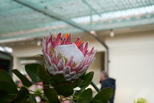 A striking pink King Protea flower surrounded by lush green foliage, photographed in Madeira. Its unusual shape, soft pink petals and detailed centre make it a beautiful tropical botanical subject.