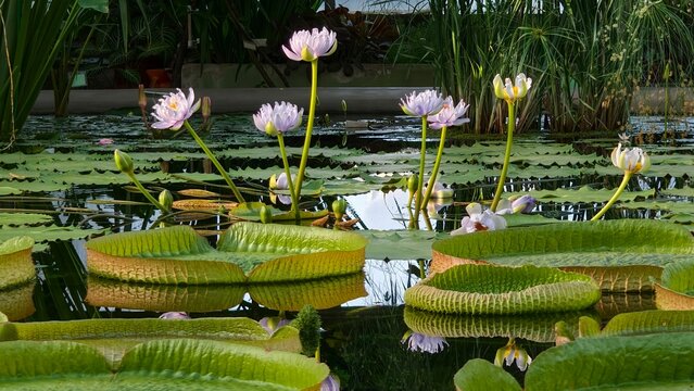 Horizontal view of giant victoria amazonica water lily pads in pond