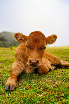 Adorable young brown calf resting in a lush green pasture, photographed close-up in a misty mountain landscape. Peaceful rural farming scene showcasing livestock and countryside nature.