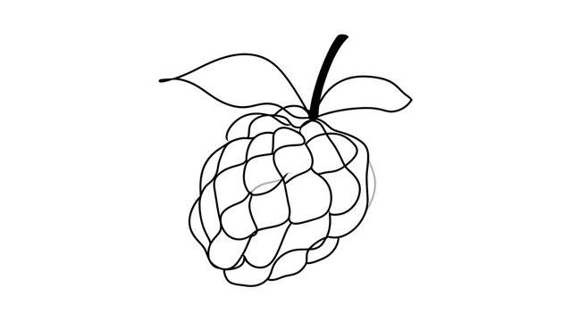 Hand drawn custard apple illustration white background.