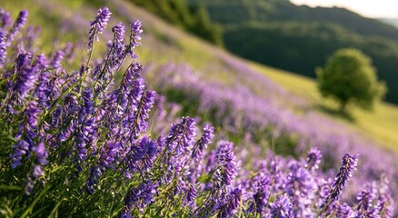 Obraz premium Gentle purple blossoms blanket rolling hills beneath a single tree