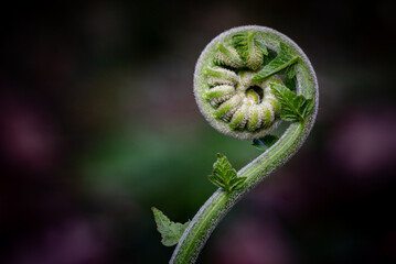 Fresh green fern shoots in a spiral shape. Macro photo. © StanleyRevaldo