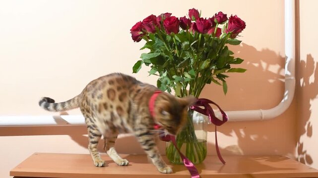 Bengal cat with bow tie on its neck walks by the vase with red roses, horizontal video
