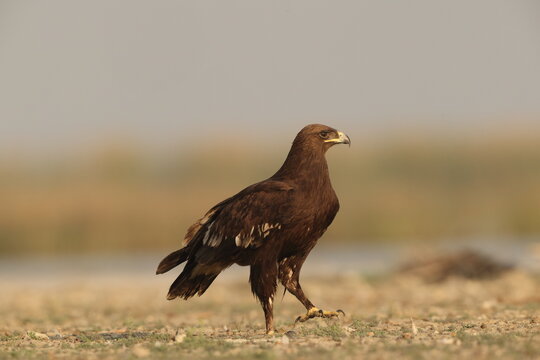 The greater spotted eagle (Clanga clanga), also called the spotted eagle, is a large migratory bird of prey in the family Accipitridae. This photo was taken in west India.