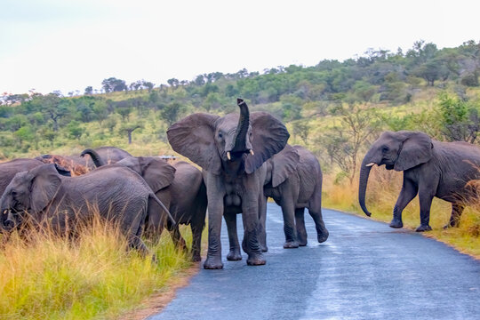 An African elephant, perceiving safari vehicles and people as a threat, raises its trunk in the air - A herd of elephants crosses the asphalt road -  Hluhluwe-Imfolozi Game Reserve National Park - Sou