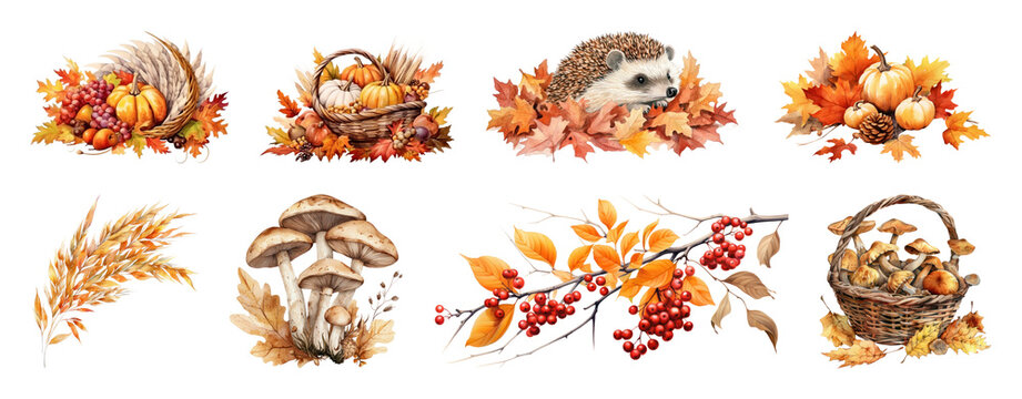 PNG Autumn harvest and nature illustrations with hedgehog, transparent background