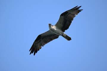 Obraz premium osprey in flight, nature, wildlife, fly, animal, wings, osprey, blue, wing, wild, beak, feather, Canada Alberta