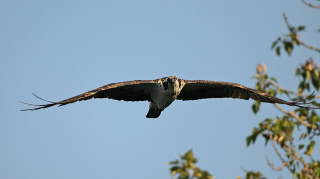 osprey in flight, nature, wildlife, fly, animal, wings, osprey, blue, wing, wild, beak, feather, Canada Alberta