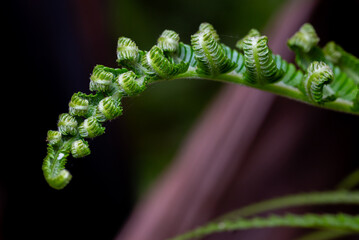 Fresh green fern shoots in a spiral shape. Macro photo. © StanleyRevaldo