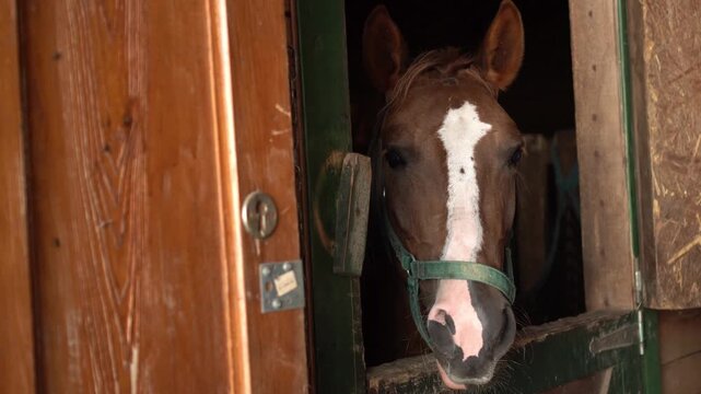 A man's hands stroke a horse standing in the paddock in the stable as a concept of pet care and the ability to determine the emotions of animals by behavior