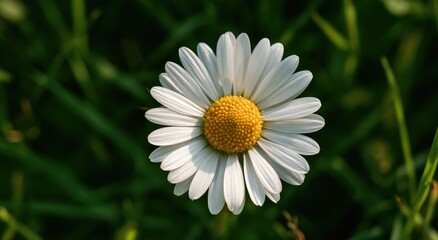 Fototapeta premium Close-up of a single white daisy with a yellow center, on blurred green grass