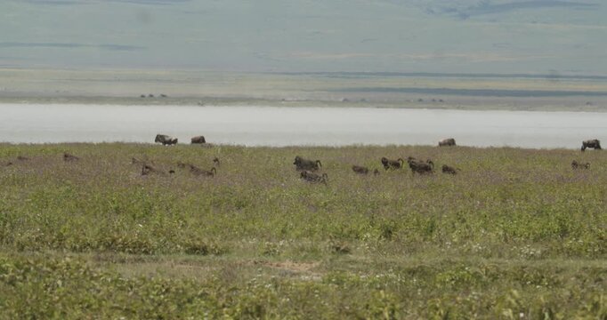 Baboons in the Ngorongoro crater, Tanzania- Wildlife in natural habotat