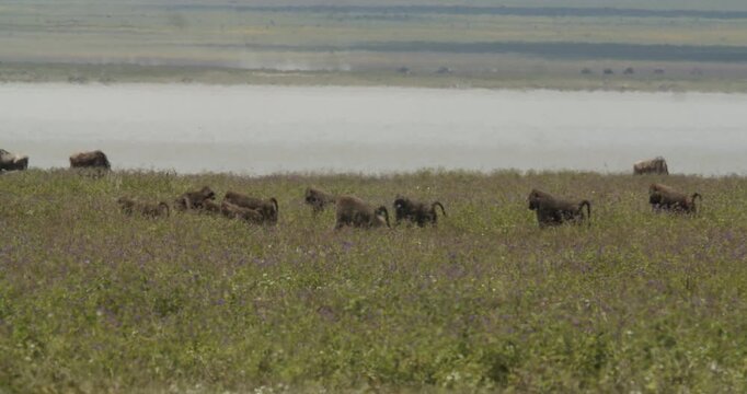Baboons in the Ngorongoro crater, Tanzania- Wildlife in natural habotat