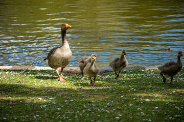 A greylag goose with goslings in Regent's Park, London. A charming scene of nature and family bonds in an urban setting. © Svetlana