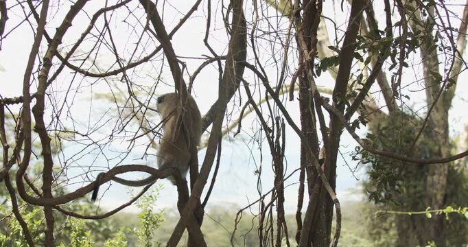 Baboons in the Ngorongoro crater, Tanzania- Wildlife in natural habotat